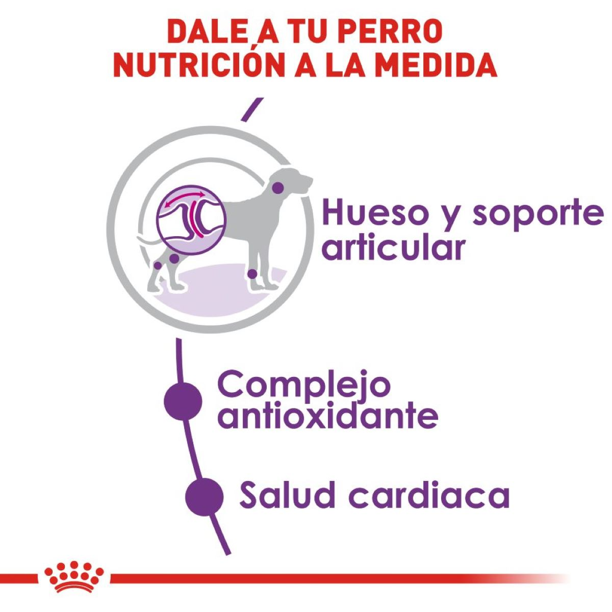 Royal Canin Giant Adult, Alimento para Perro, perro, Royal Canin, Mister Mascotas Royal Canin Giant Adult, Alimento para Perro, perro, Royal Canin, Mister Mascotas